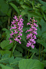 Platanthera psycodes (Small Purple Fringed orchid)