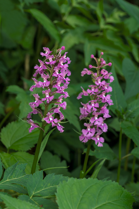 Platanthera psycodes (Small Purple Fringed orchid)