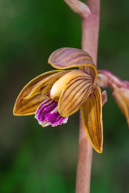 Hexalectris spicata (Crested Coralroot orchid)