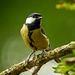 Great tit