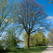 entlang der Aussenalster (© Buelipix)