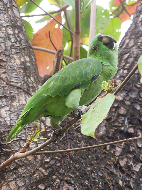 Parrot at Hotel Roca Sunzal