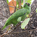 Parrot at Hotel Roca Sunzal