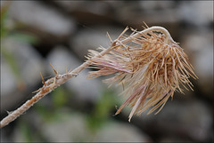 Galactites tomentosus, Penedos, Thirsty Land poetry