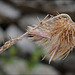 Galactites tomentosus, Penedos, Thirsty Land poetry