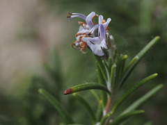 rosemary