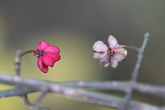 Es waren einmal zwei Pfaffenhütchen...