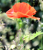 thistle poppy