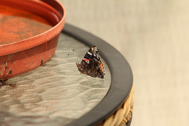 Red Admiral butterfly