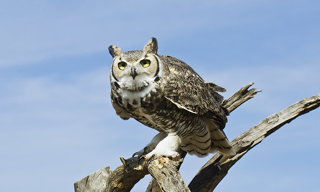 Great Horned Owl