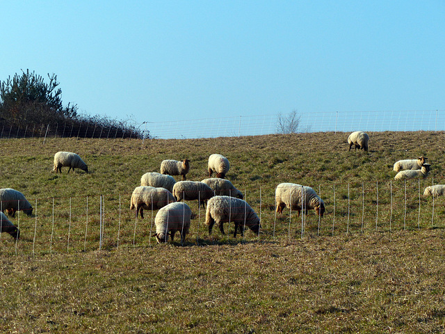 Transhumance du 15 mars 2016