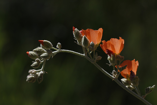 Desert Globemallow