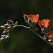 Desert Globemallow