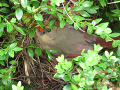 Cardinal on nest - 12 April 2020