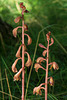 Hexalectris spicata (Crested Coralroot orchid)