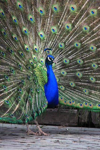 Peacock display