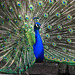 Peacock display