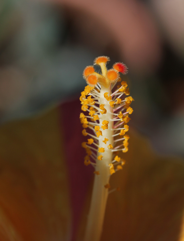 Hibiscus rosa-sinensis (6)