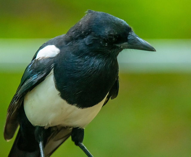 Magpie