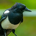 Magpie