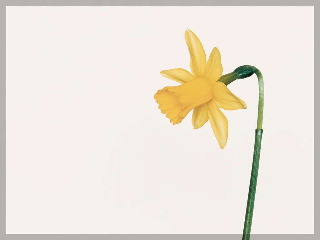 Miniature Daffodil