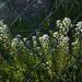 fenced alyssum