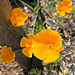 Kalifornischer Kappenmohn