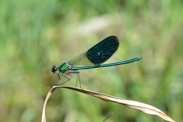 DSC 4587 m Western Demoiselle (Calopteryx xanthostoma)