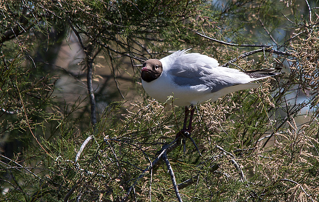 20150518 7871VRTw [R~F] Lachmöwe (Chroicocephalus ridibundus), Parc Ornithologique, Camargue