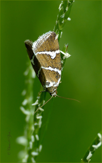 Silver Barred ~ Zilverstreep (Deltote bankiana)...