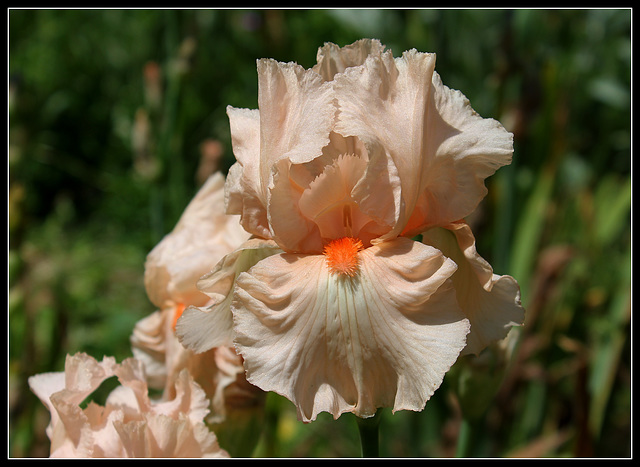 Libellule rose