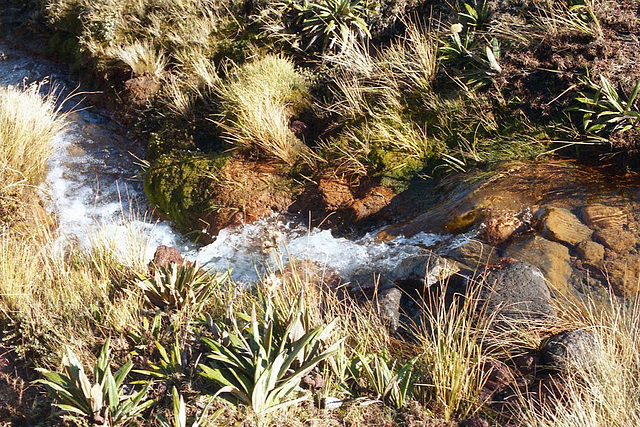 Stream in Tongariro National Park