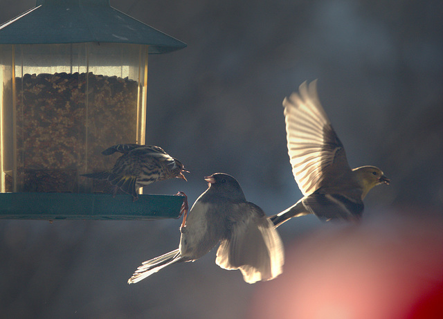 Siskin, snowbird, and goldfinch