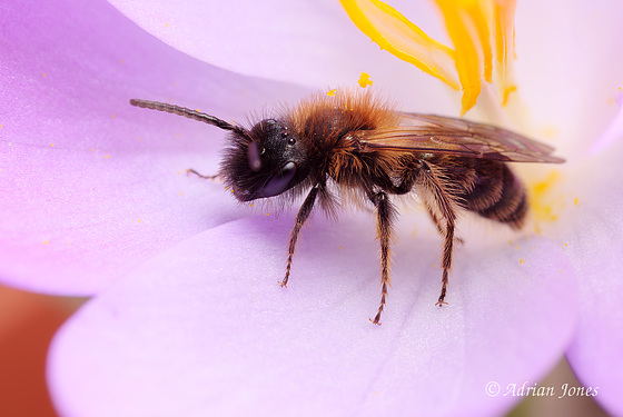 Andrena sp. (male)