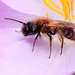 Andrena sp. (male)