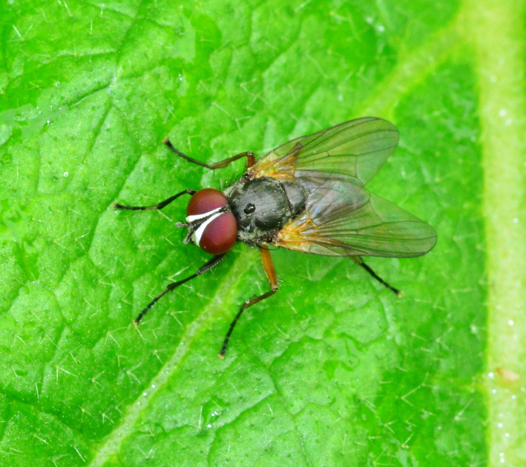 Rainy Day Fly
