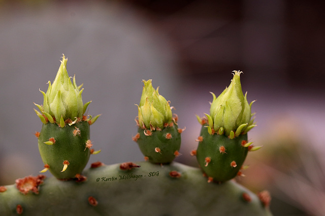 Knospen an der Opuntia macrocentra (Wilhelma)