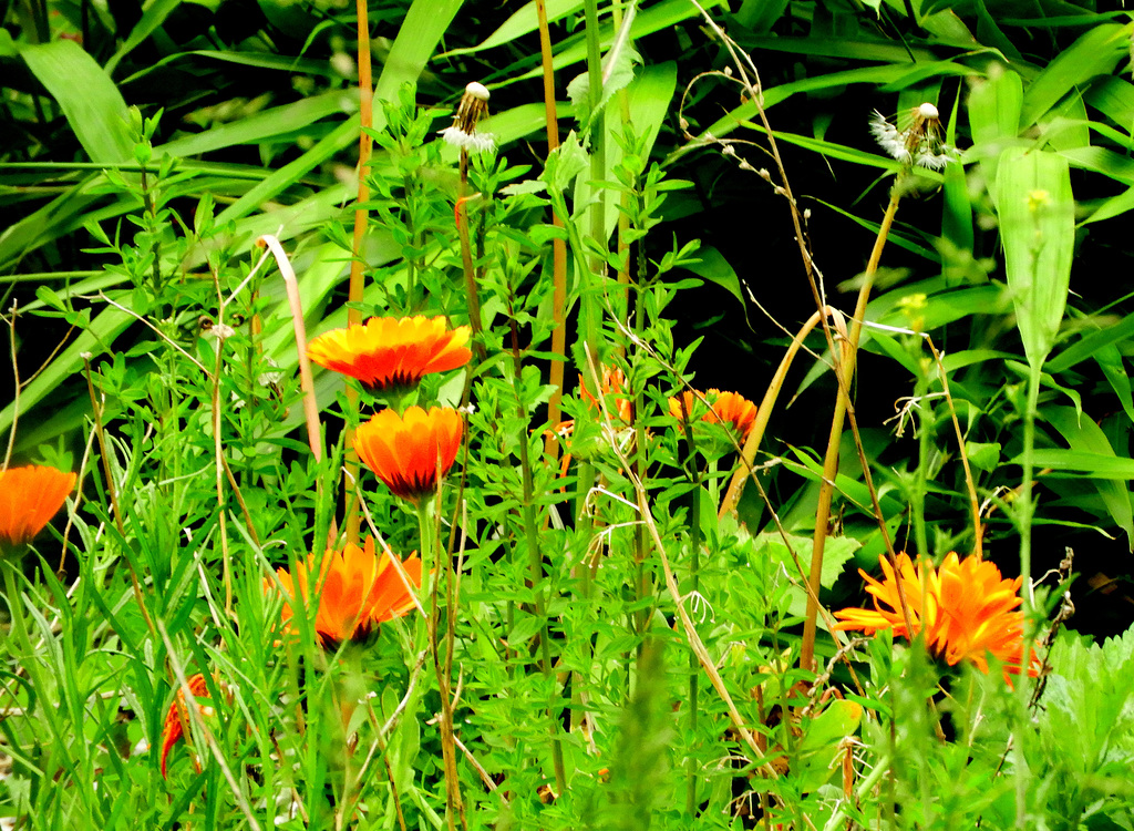 Calendula Officinalis   (Goudsbloem)