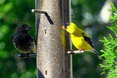 Two finches, young Housefinch left and Goldfinch