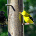 Two finches, young Housefinch left and Goldfinch