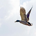 Mallard flight photo