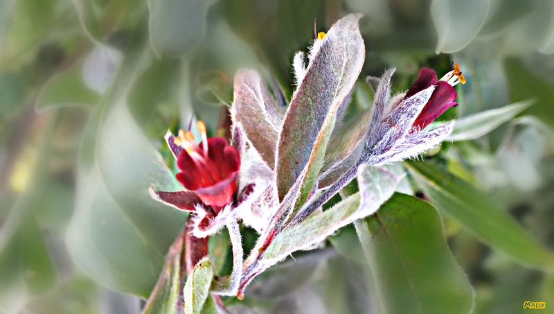 Fleurs sauvages rencontrées ce jour ...