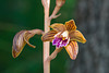 Hexalectris spicata (Crested Coralroot orchid)