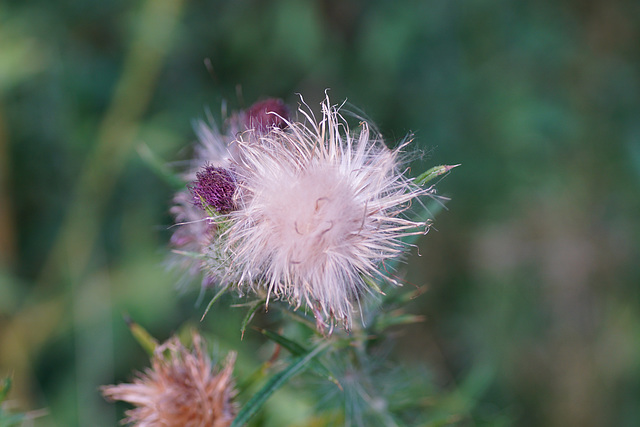 Strohblume