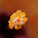 Hibiscus rosa-sinensis , le pistil et les étamines
