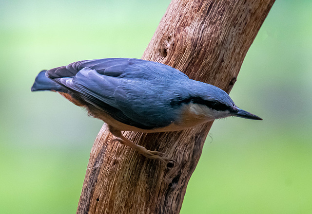 Nuthatch