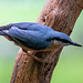 Nuthatch