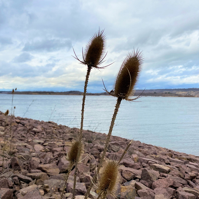 Wilde Karde (Dipsacus fullonum) am Geiseltalsee