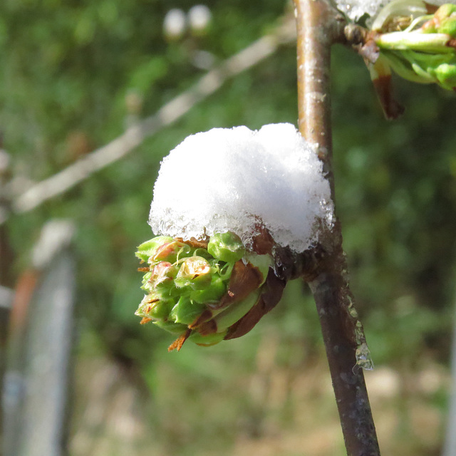 Snow on pear flowers