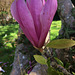 Fleur de magnolia